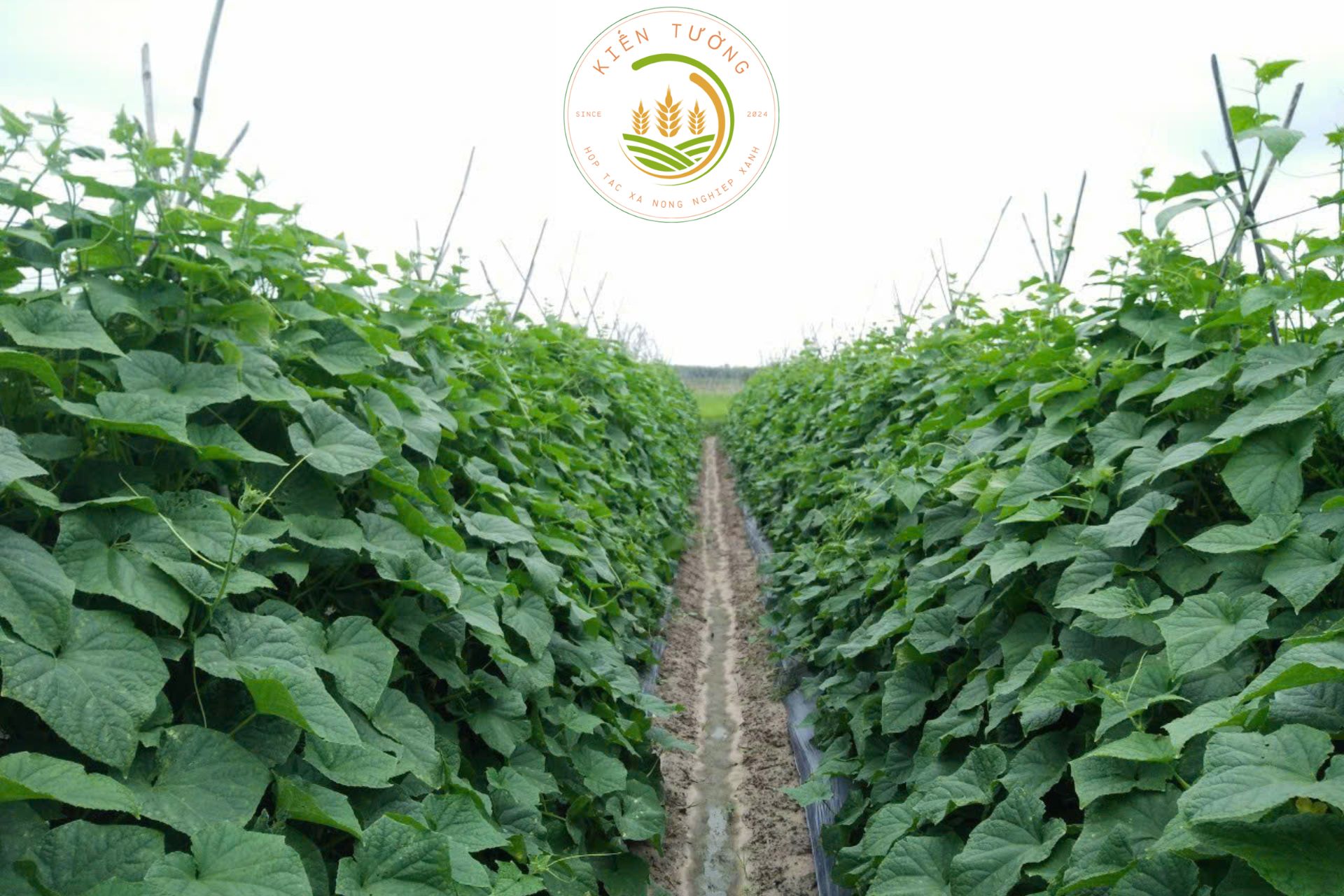 Hợp Tác Xã Kiến Tường: Nơi Giá Trị Gắn Kết – Lợi Nhuận Cùng Chia, Rủi Ro Cùng Gánh