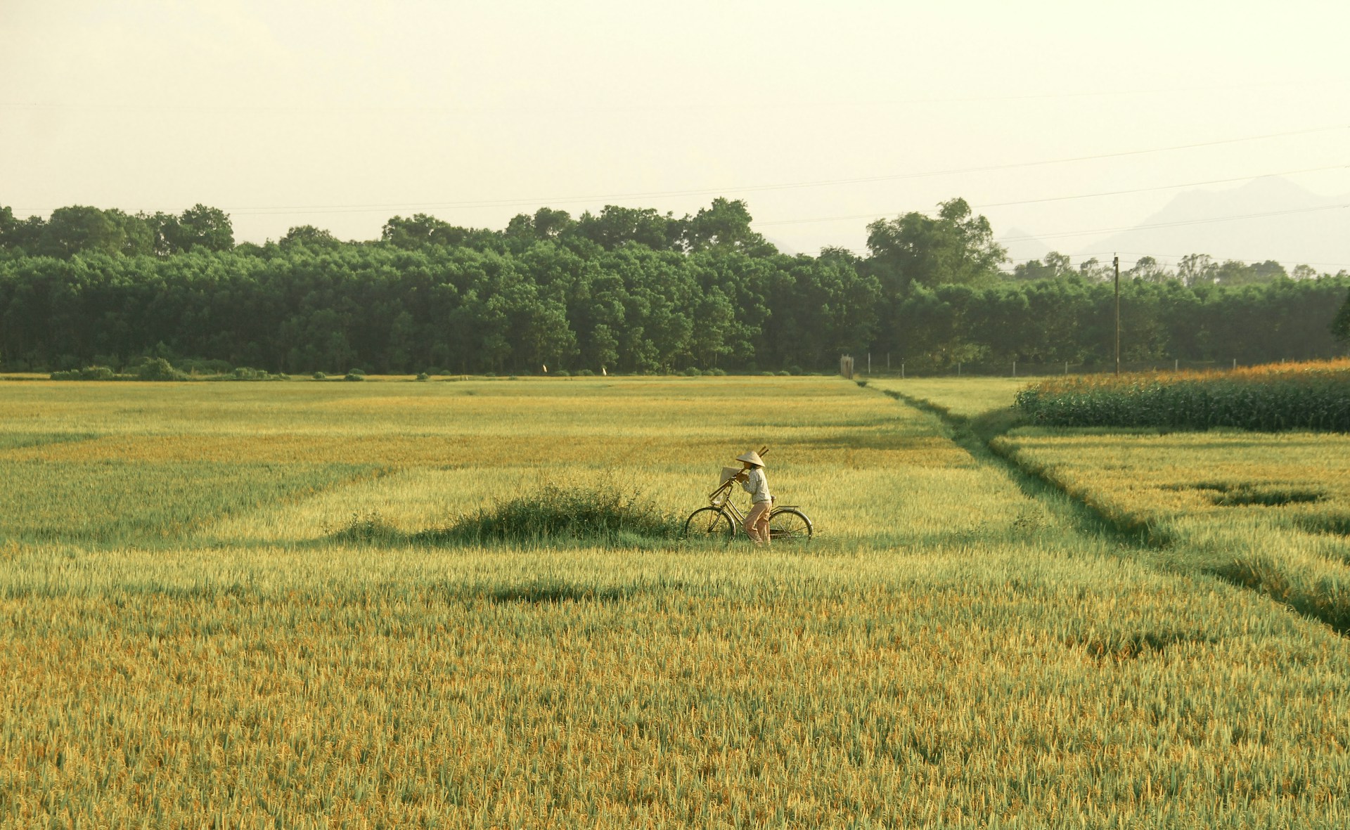 10 Bí Quyết Chăm Sóc Cây Lúa Năng Suất Cao